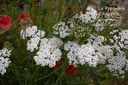 Achillea millefolium