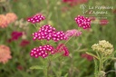 Achillea millefolium 'Cassis'