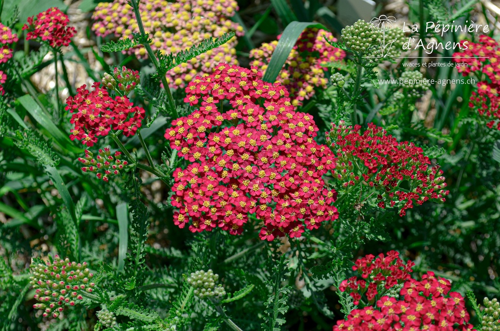 Achillea millefolium 'Paprika'