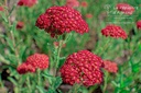 Achillea millefolium 'Red Velvet'