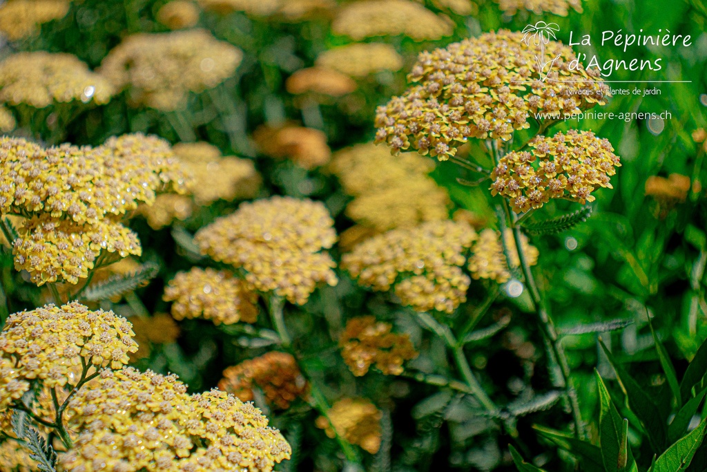 Achillea millefolium 'Terracotta'