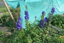 Aconitum carmichaelii 'Arendsii'