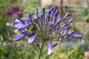 Agapanthus hybride 'Blue Triumphator'