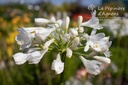 Agapanthus hybride 'Polar Ice'