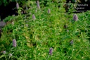 Agastache rugosa