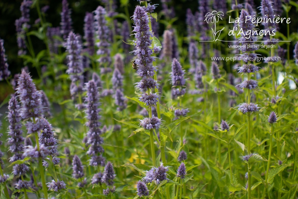 Agastache rugosa 'Blue Fortune'