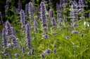 Agastache rugosa 'Blue Fortune'