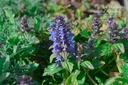 Ajuga reptans