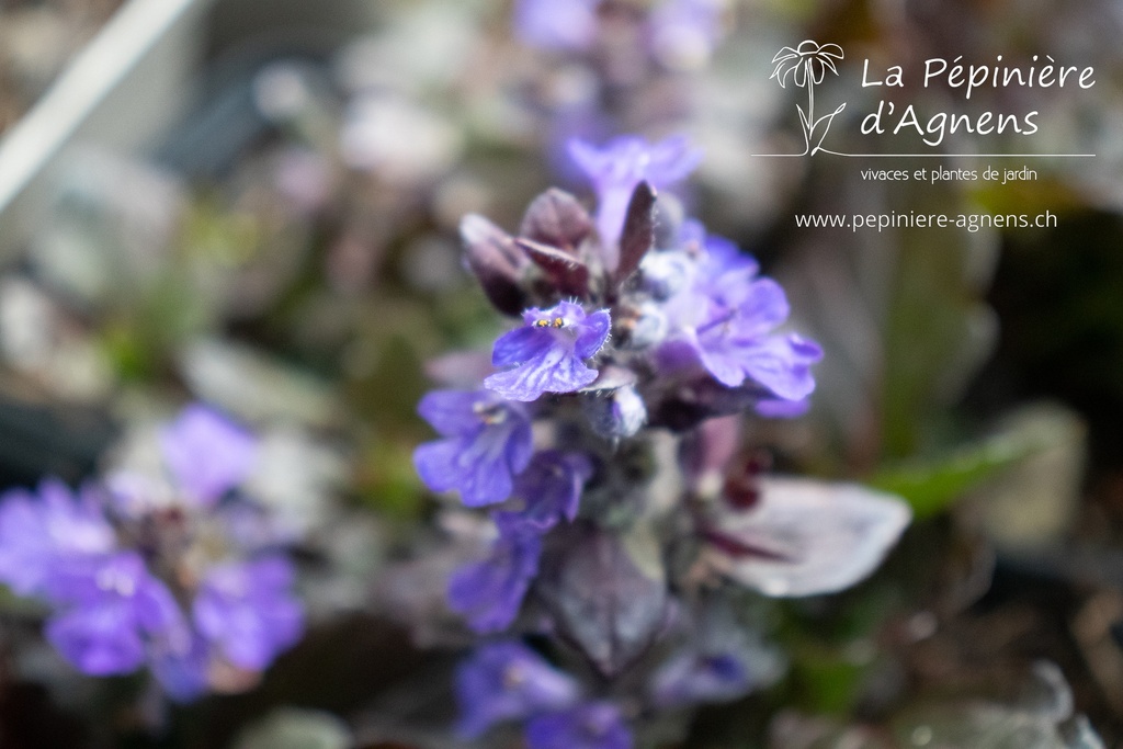 Ajuga reptans 'Black Scallop'