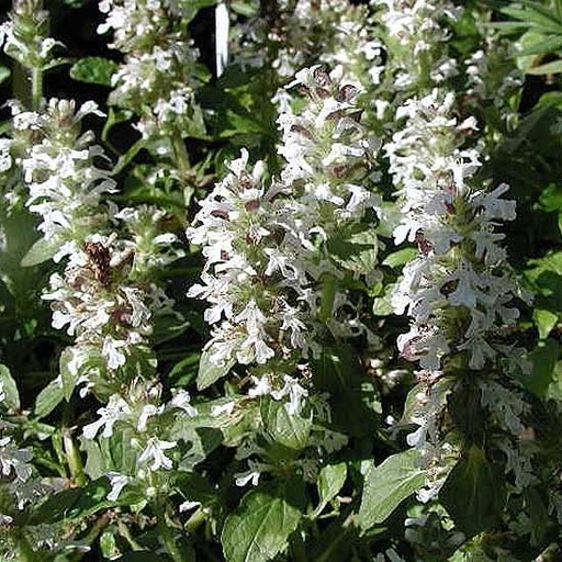 Ajuga reptans 'Sanne'