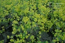 Alchemilla mollis