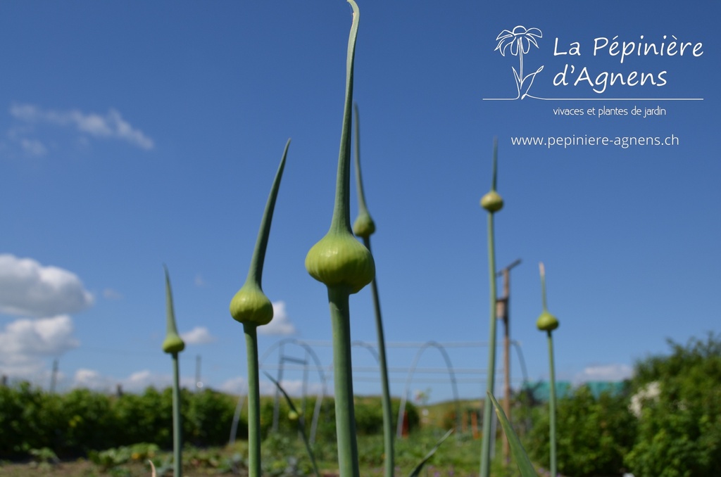 Allium ampeloprasum