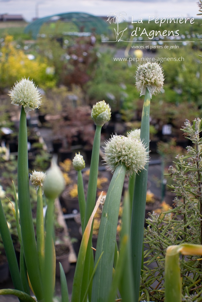 Allium fistulosum