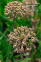 Allium hybride 'Millenium'
