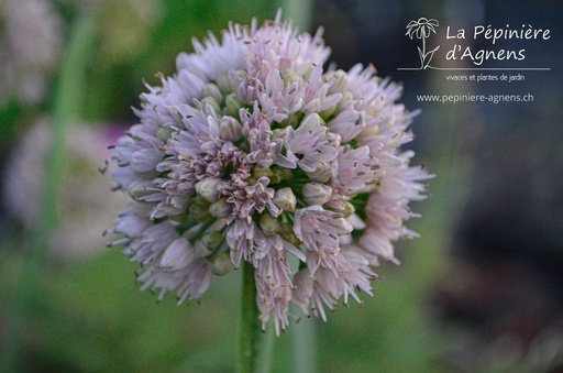 Allium nutans 'Isabelle'