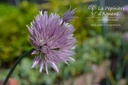 Allium schoenoprasum 'Orosiae'