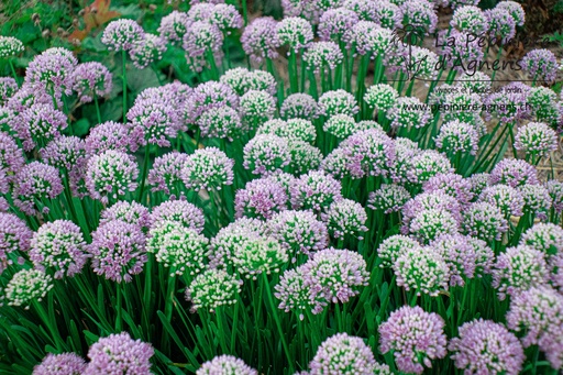 Allium senescens ssp. senescens