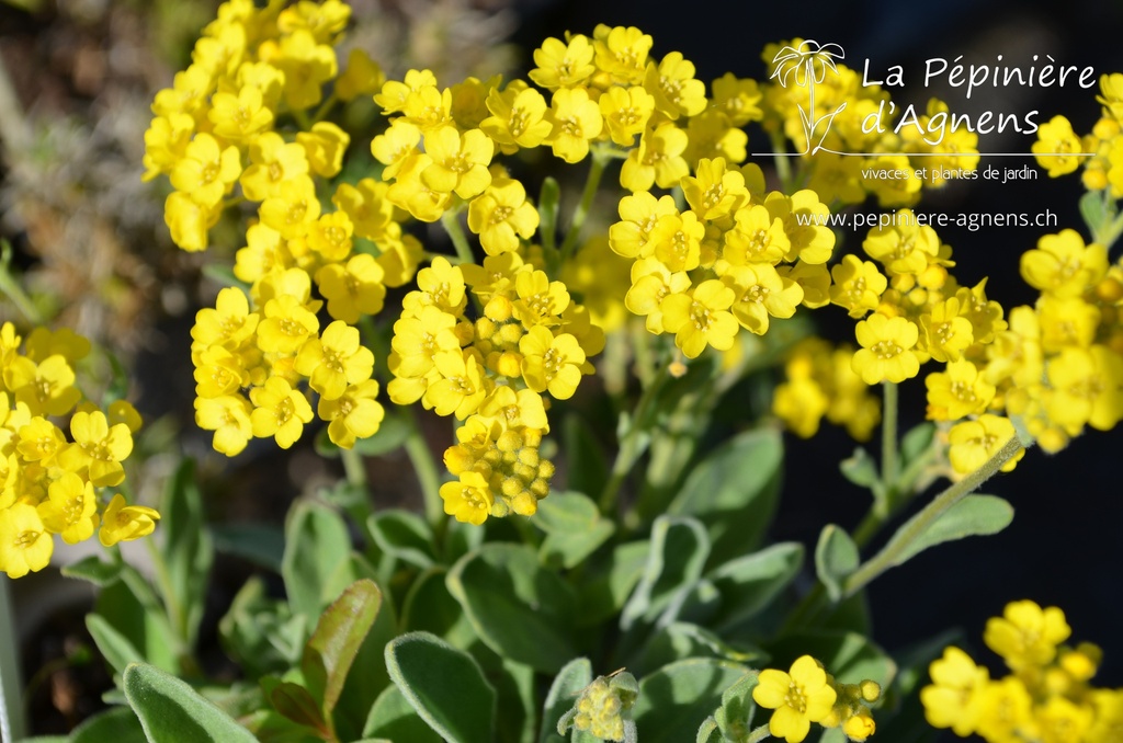 Alyssum saxatilis 'Compactum'