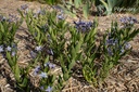 Amsonia orientalis 'Blue Ice'