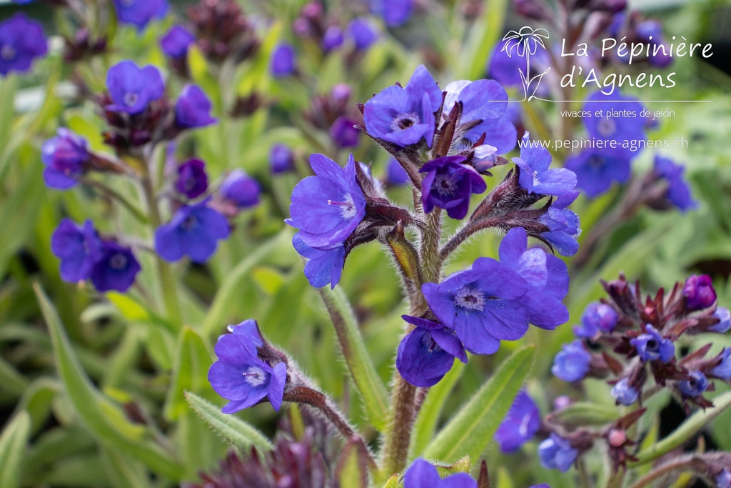 Anchusa azurea 'Loddon Royalist'