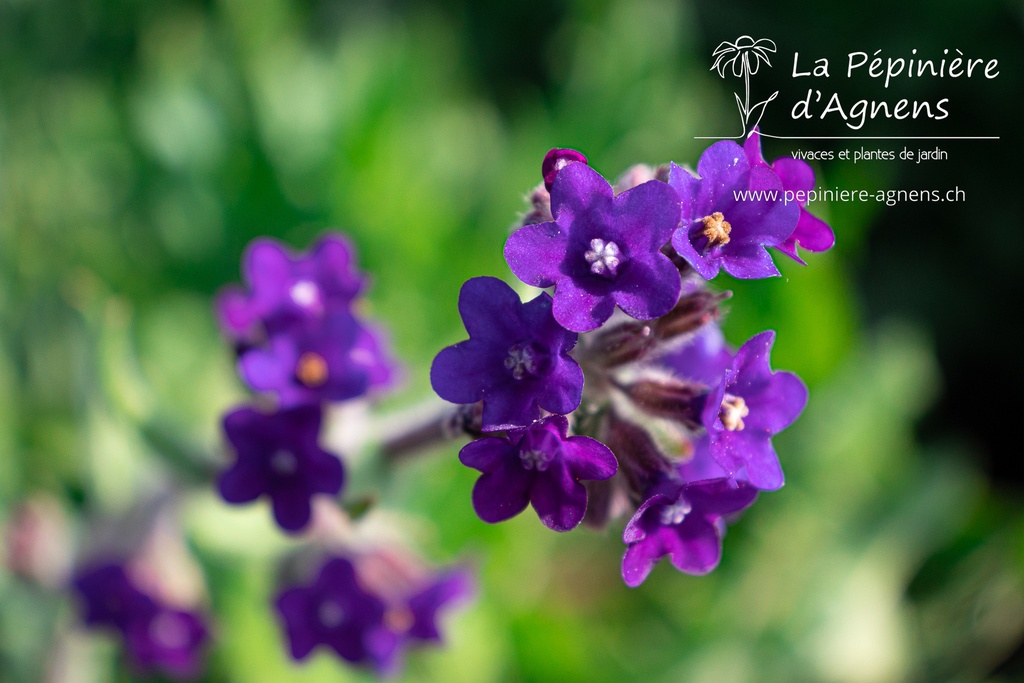 Anchusa officinalis