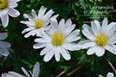 Anemone blanda 'White Splendour'