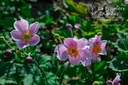 Anemone hupehensis 'September Charm'