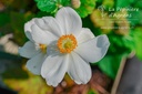 Anemone hybrida 'Honorine Jobert'