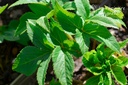 Angelica archangelica