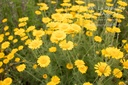 Anthemis tinctoria