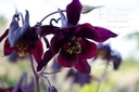 Aquilegia atrata