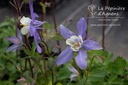 Aquilegia caerulea 'Blue Star'