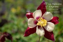 Aquilegia caerulea 'Crimson Star'