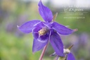 Aquilegia vulgaris