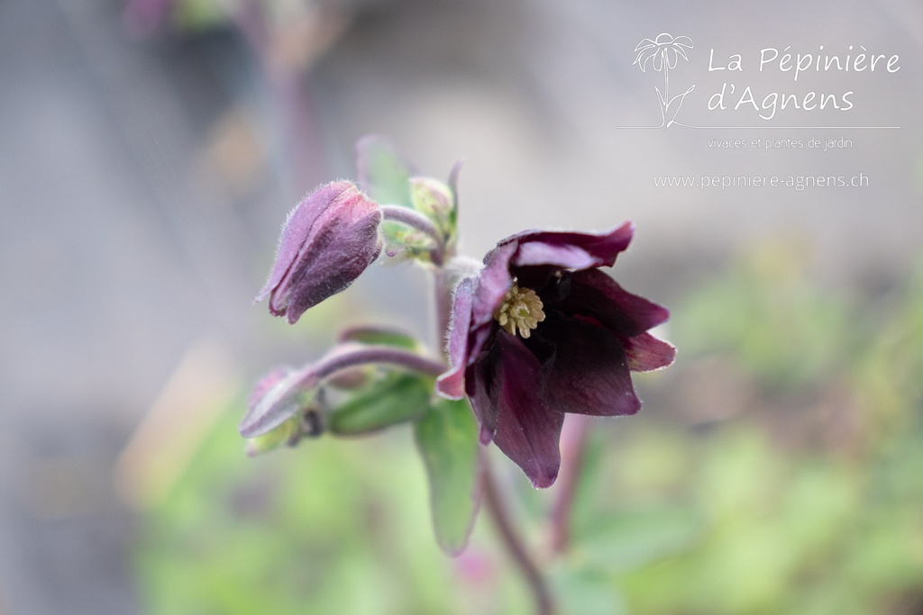 Aquilegia vulgaris 'Black Barlow'