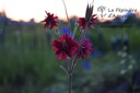 Aquilegia vulgaris 'Bordeaux Barlow'