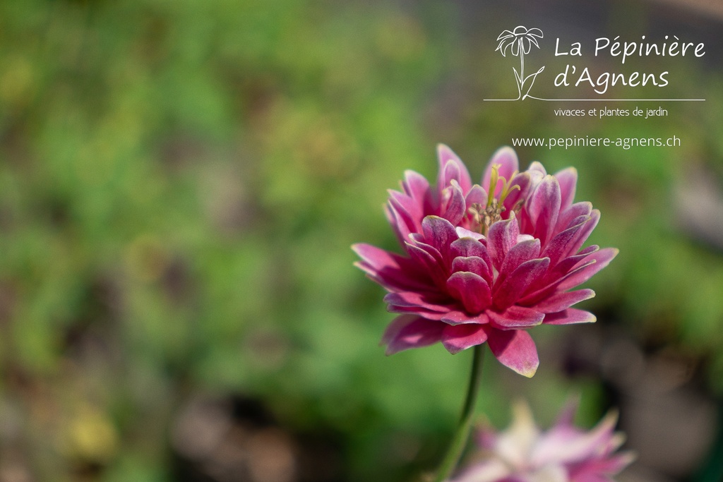 Aquilegia vulgaris 'Nora Barlow'