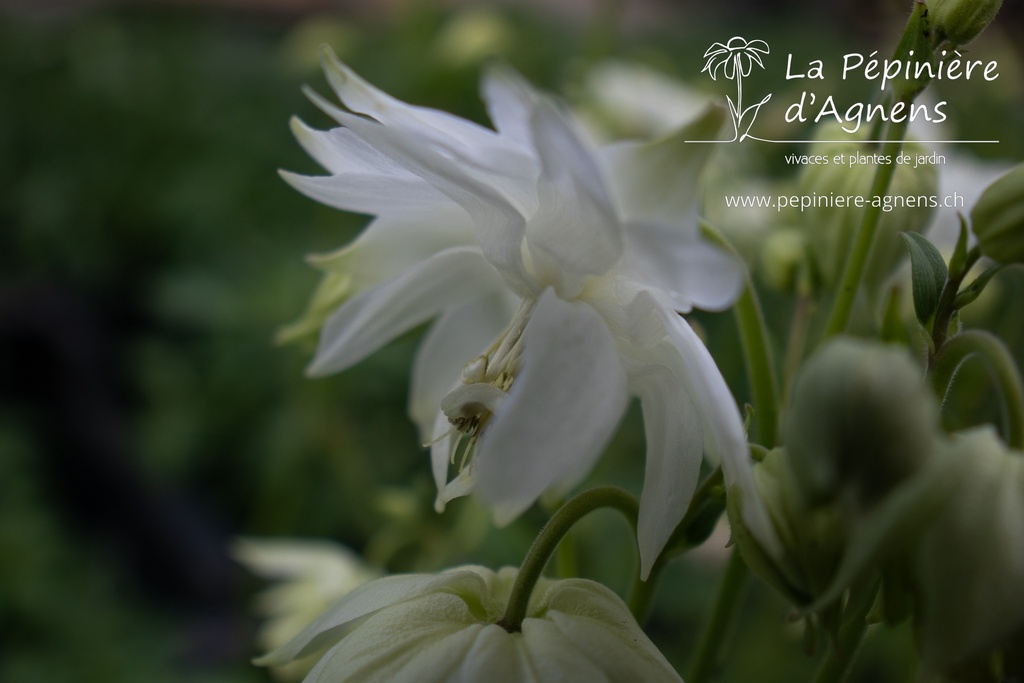 Aquilegia vulgaris 'White Barlow'