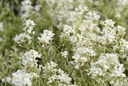 Arabis ferdinandi-coburgii 'Variegata'