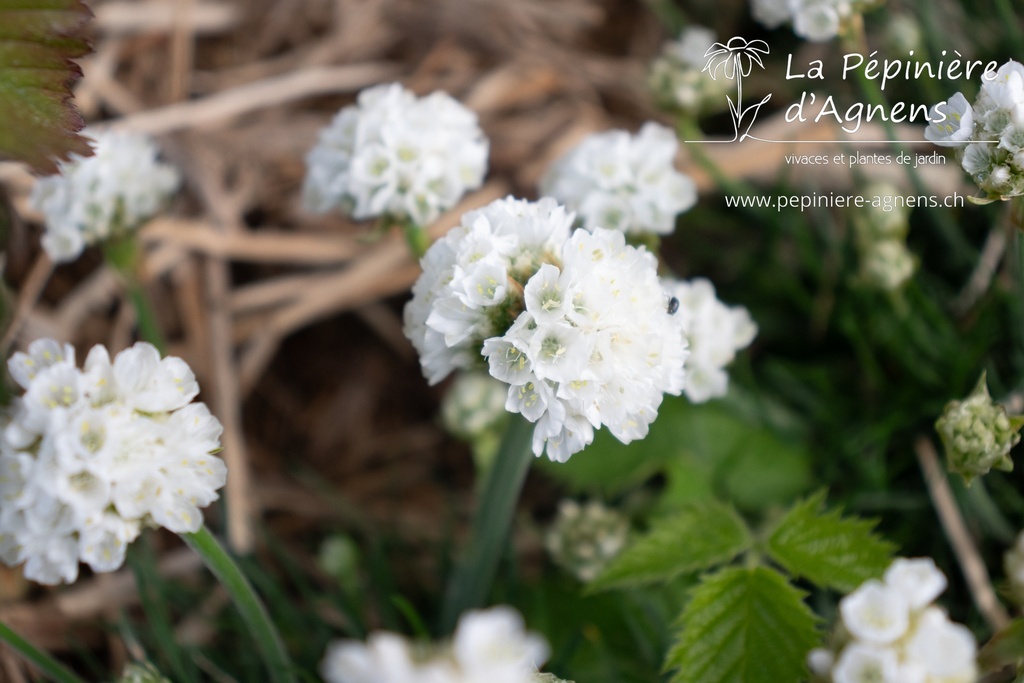 Armeria maritima 'Alba'