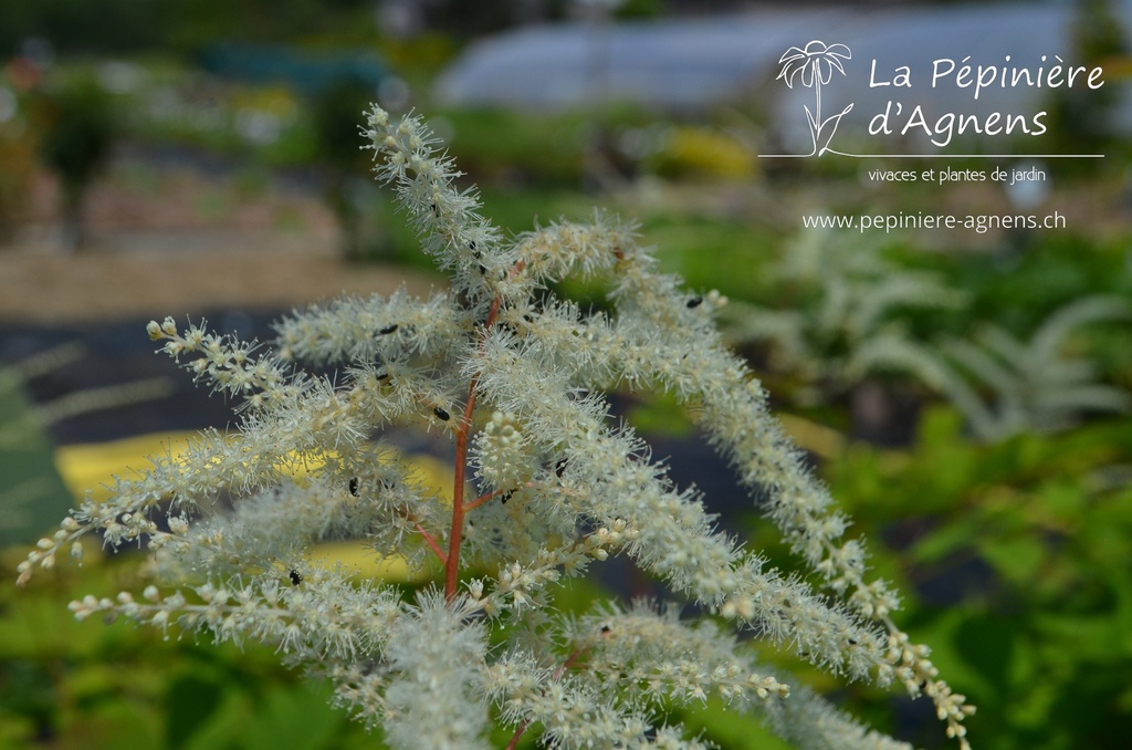 Aruncus dioicus