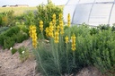 Asphodeline lutea