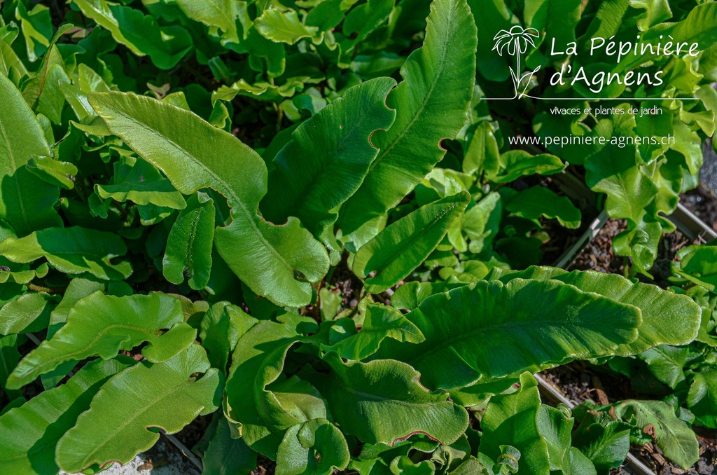 Asplenium scolopendrium