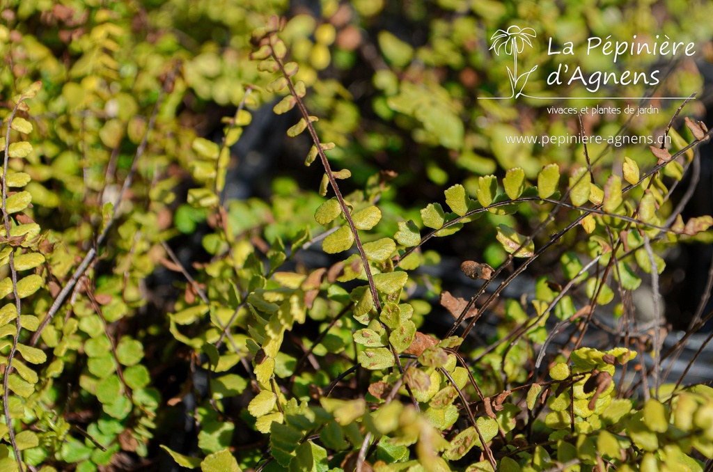 Asplenium trichomanes