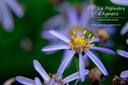 Aster ageratoides 'Adustus Nanus'