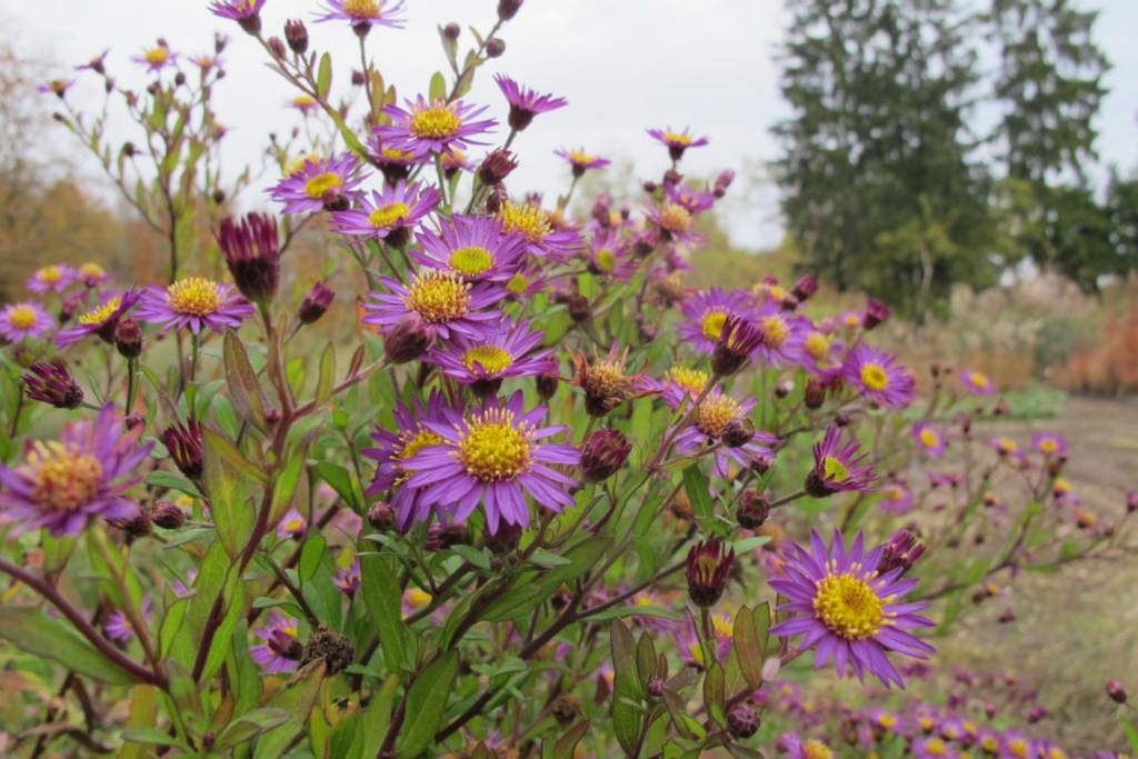 Aster ageratoides 'Ezo Murasaki'