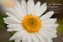 Aster alpinus 'Albus'