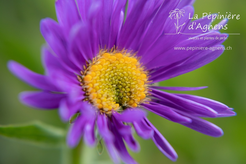 Aster alpinus 'Dunkle Schöne'