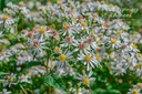 Aster divaricatus