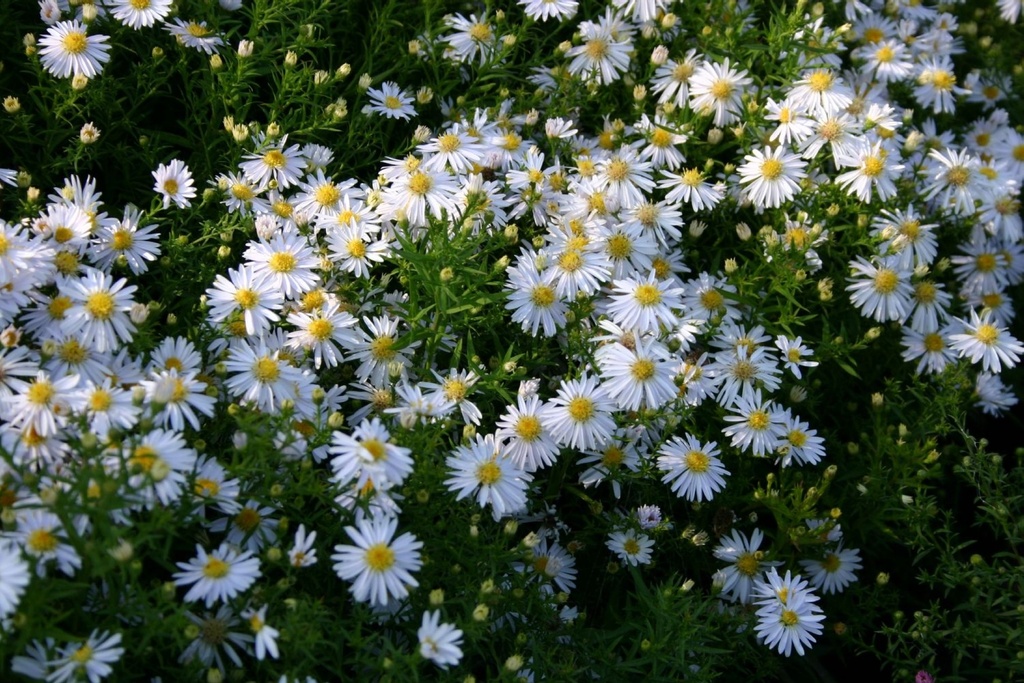 Aster dumosus 'Apollo'